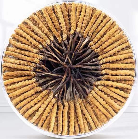 天津冬虫夏草回收